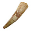 Real dinosaur tooth from a Spinosaurus
