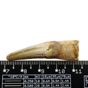 Real dinosaur tooth from a Spinosaurus Real dinosaur tooth from a Spinosaurus