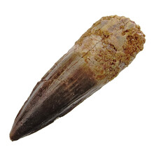Spinosaurus Zahn