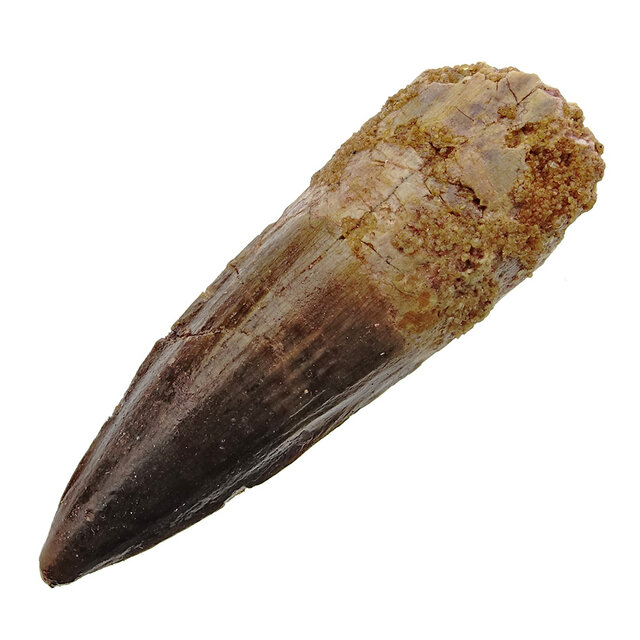 Real dinosaur tooth from a Spinosaurus Real dinosaur tooth from a Spinosaurus