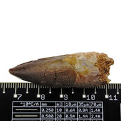 Real dinosaur tooth from a Spinosaurus Real dinosaur tooth from a Spinosaurus