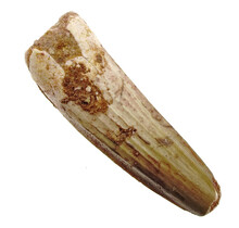 Real dinosaur tooth from a Spinosaurus