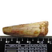 Echt Dinosaurier Zahn spinosaurus Echt Dinosaurier Zahn spinosaurus