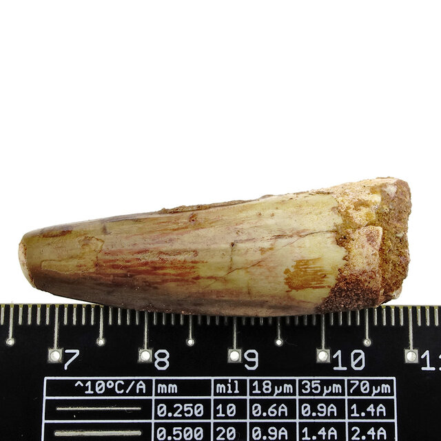 Real dinosaur tooth from a Spinosaurus Real dinosaur tooth from a Spinosaurus