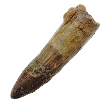 Real dinosaur tooth from a Spinosaurus