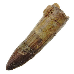 Spinosaurus tand