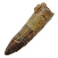 Real dinosaur tooth from a Spinosaurus