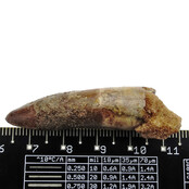 Real dinosaur tooth from a Spinosaurus Real dinosaur tooth from a Spinosaurus