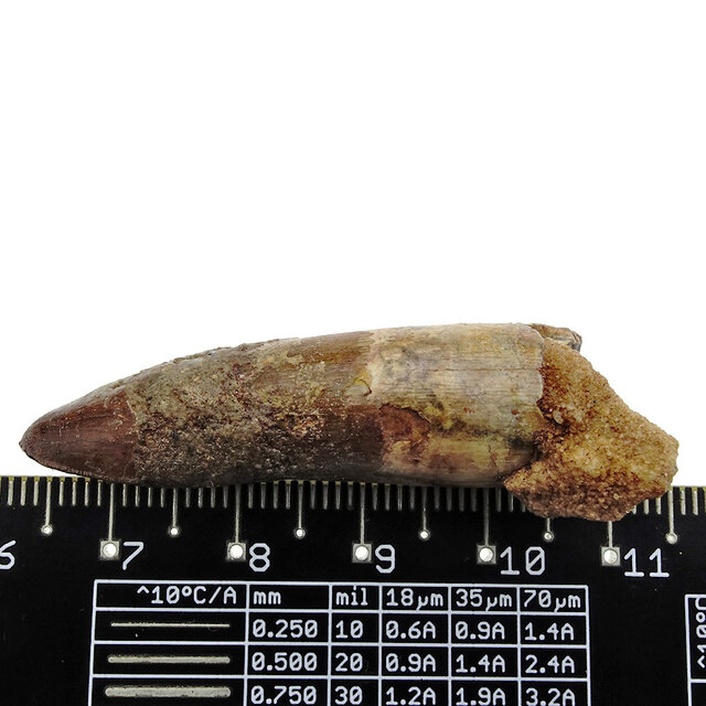 Real dinosaur tooth from a Spinosaurus Real dinosaur tooth from a Spinosaurus