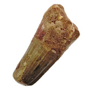 Real dinosaur tooth from a Spinosaurus Real dinosaur tooth from a Spinosaurus