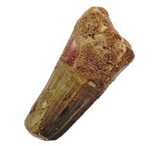 Real dinosaur tooth from a Spinosaurus