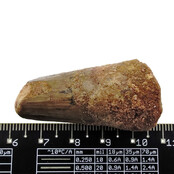Real dinosaur tooth from a Spinosaurus Real dinosaur tooth from a Spinosaurus