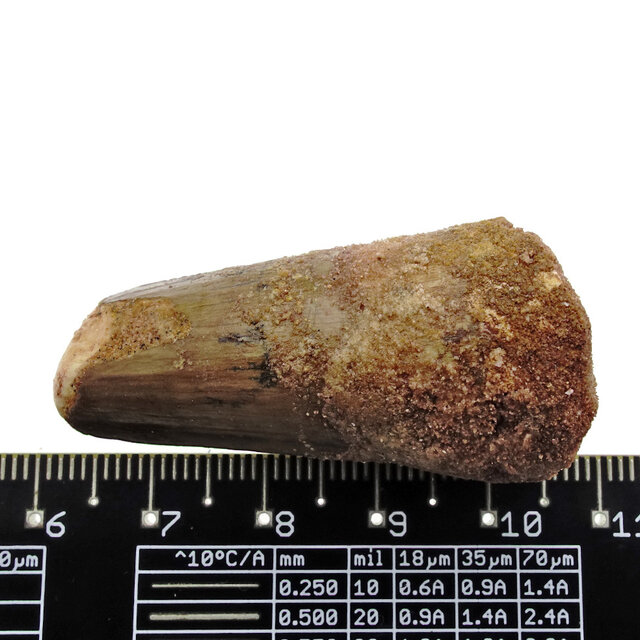 Real dinosaur tooth from a Spinosaurus Real dinosaur tooth from a Spinosaurus
