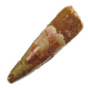 Real dinosaur tooth from a Spinosaurus Real dinosaur tooth from a Spinosaurus