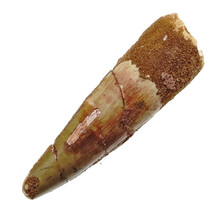 Real dinosaur tooth from a Spinosaurus