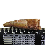 Real dinosaur tooth from a Spinosaurus Real dinosaur tooth from a Spinosaurus