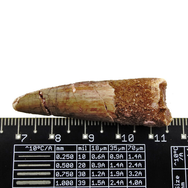 Real dinosaur tooth from a Spinosaurus Real dinosaur tooth from a Spinosaurus