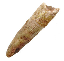 Echte dinosaurus tand van de spinosaurus