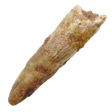 Spinosaurus tooth