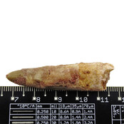 Real dinosaur tooth from a Spinosaurus Real dinosaur tooth from a Spinosaurus
