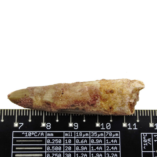 Real dinosaur tooth from a Spinosaurus Real dinosaur tooth from a Spinosaurus