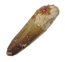 Real dinosaur tooth from a Spinosaurus