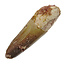 Real dinosaur tooth from a Spinosaurus