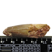 Echte dinosaurus tand van de spinosaurus Echte dinosaurus tand van de spinosaurus