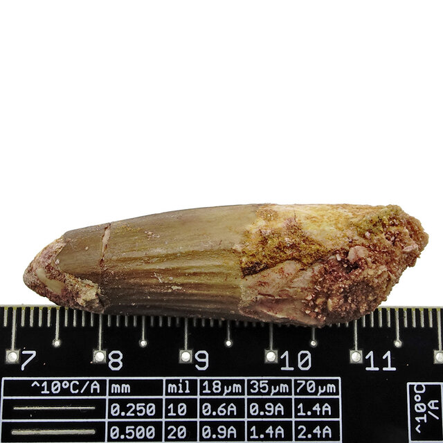 Real dinosaur tooth from a Spinosaurus Real dinosaur tooth from a Spinosaurus