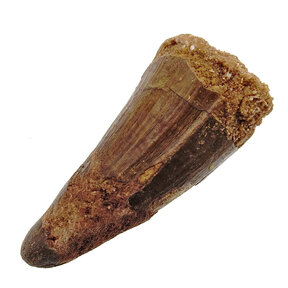 Spinosaurus tand