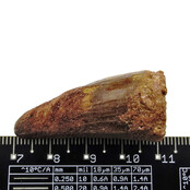 Real dinosaur tooth from a Spinosaurus Real dinosaur tooth from a Spinosaurus
