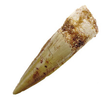 Real dinosaur tooth from a Spinosaurus