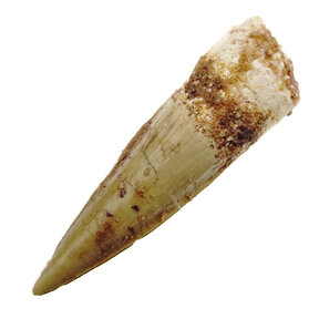 Spinosaurus tand