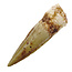 Real dinosaur tooth from a Spinosaurus