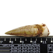 Real dinosaur tooth from a Spinosaurus Real dinosaur tooth from a Spinosaurus