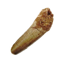 Real dinosaur tooth from a Spinosaurus