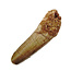 Real dinosaur tooth from a Spinosaurus