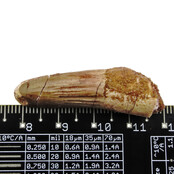 Echte dinosaurus tand van de spinosaurus Echte dinosaurus tand van de spinosaurus