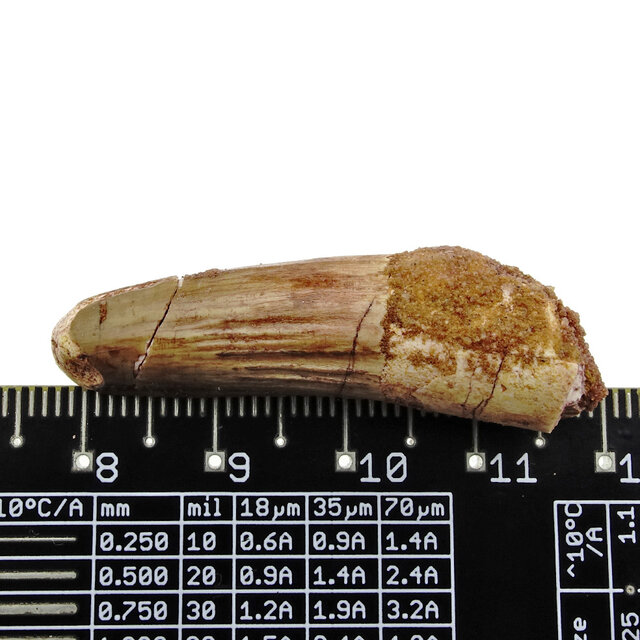 Echt Dinosaurier Zahn spinosaurus Echt Dinosaurier Zahn spinosaurus