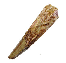 Real dinosaur tooth from a Spinosaurus
