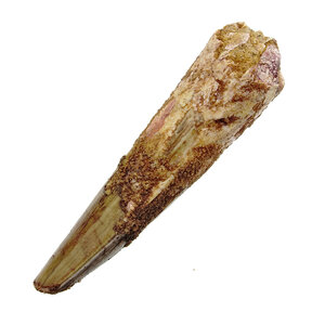 Spinosaurus tand