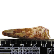 Echte dinosaurus tand van de spinosaurus Echte dinosaurus tand van de spinosaurus