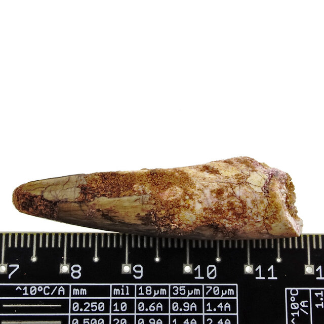 Echte dinosaurus tand van de spinosaurus Echte dinosaurus tand van de spinosaurus