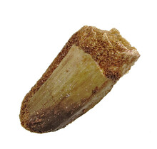 Real dinosaur tooth from a Spinosaurus