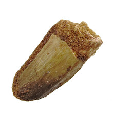 Spinosaurus tooth
