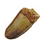 Real dinosaur tooth from a Spinosaurus