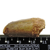 Real dinosaur tooth from a Spinosaurus Real dinosaur tooth from a Spinosaurus
