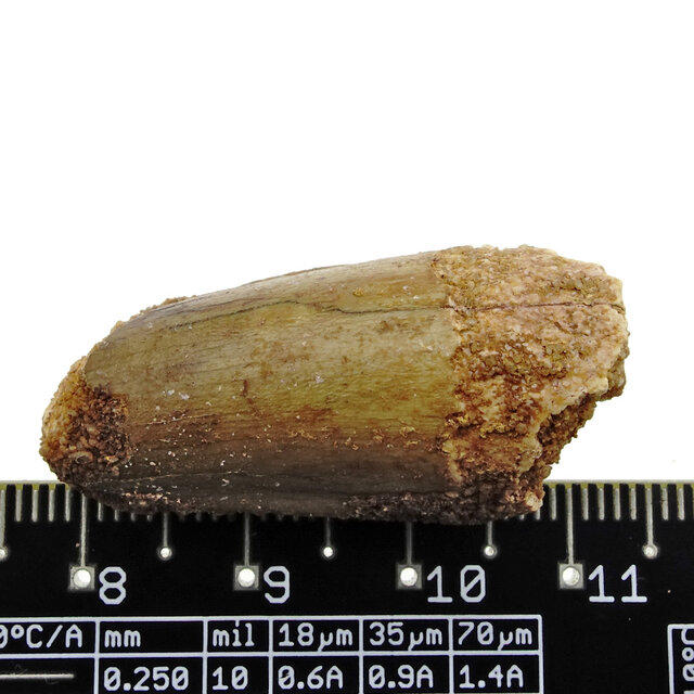 Real dinosaur tooth from a Spinosaurus Real dinosaur tooth from a Spinosaurus