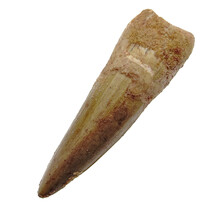 Real dinosaur tooth from a Spinosaurus
