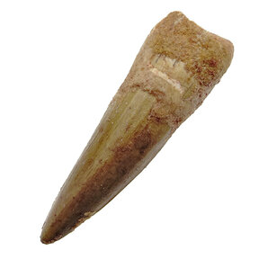 Spinosaurus tand